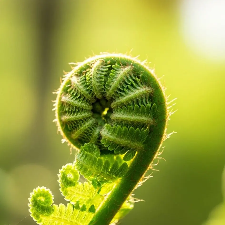 NZ Fern   square   2