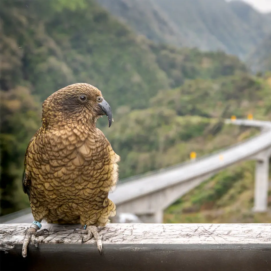 Stellar Projects   Sustainability   Kakapo